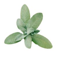 Clary Sage