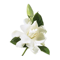 Gardenia