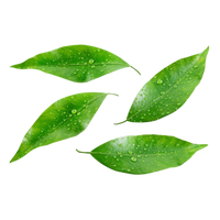 Green Leaves