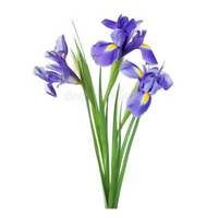 Iris