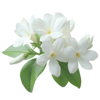Jasmin Sambac