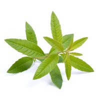 Lemon Verbena