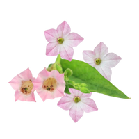 Tobacco Blossom