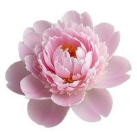 Peony
