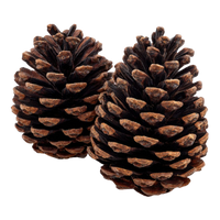 Pine