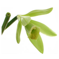 Vanilla Orchid