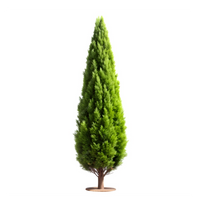 Pine Tree